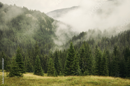 Fototapeta fog covering fir trees forest in mountain landscape