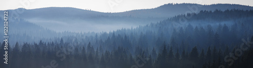 Fototapeta panorama niedźwiedź las leśnik
