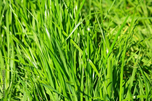 Plakat trawa ogród pejzaż pastwisko pole