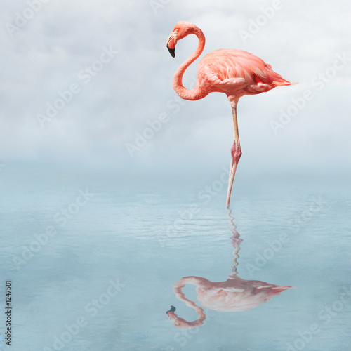 Fototapeta woda egzotyczny ptak flamingo