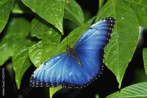 Obraz na płótnie ameryka południowa kwiat motyl