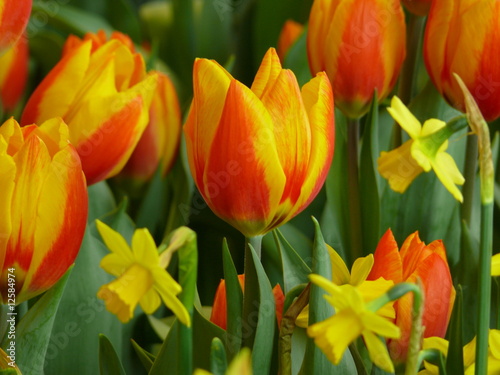 Plakat natura tulipan ogród