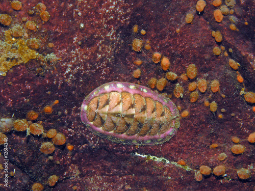 Fotoroleta owoce morza podwodne bezkręgowców mięczaki muszla