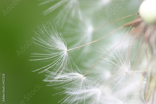 Fototapeta roślina mniszek kwiat
