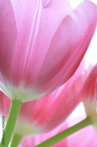 Obraz na płótnie tulipan bukiet kwiat różowy