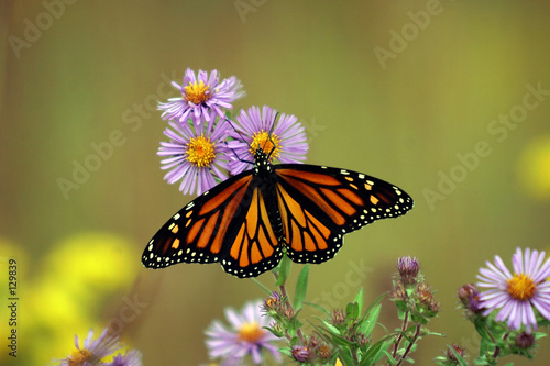 Fototapeta motyl danaos monarcha