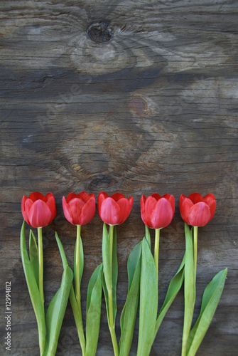 Obraz na płótnie tulipan kwiat bukiet