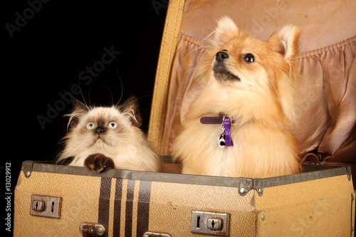 Fototapeta Kociak i szczeniak w walizce