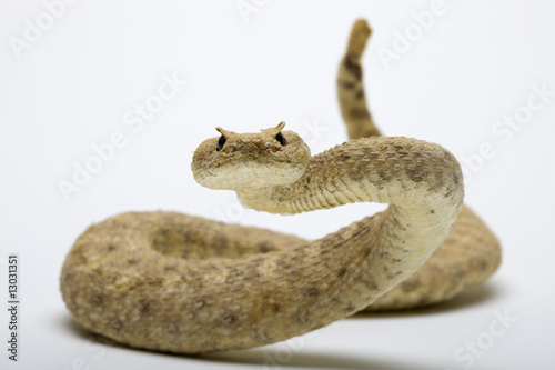 Fototapeta zwierzę gad pustynia wąż
