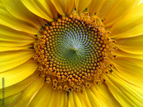 Naklejka słońce kwiat słonecznik żółty 