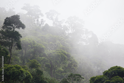 Naklejka roślina brazylia ameryka dżungla las