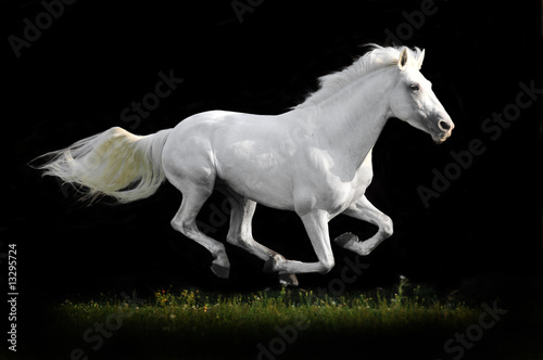 Plakat koń trawa zwierzę