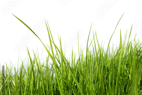 Naklejka trawa ogród natura