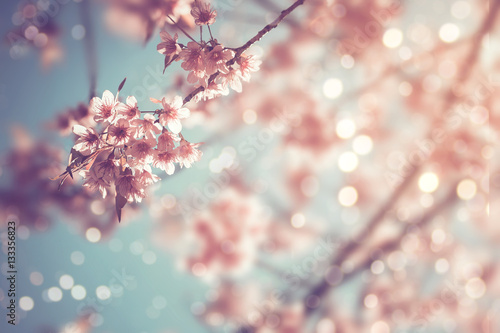 Fototapeta Close-up of beautiful vintage sakura tree flower (cherry blossom) in spring. vintage color tone style.