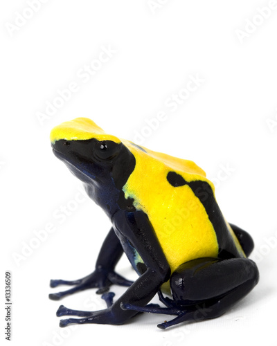 Fotoroleta żaba natura egzotyczny zwierzę płaz