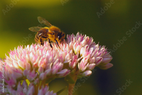 Plakat pyłek kwiat ulowy pasieki