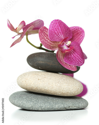 Plakat aromaterapia roślina storczyk zen