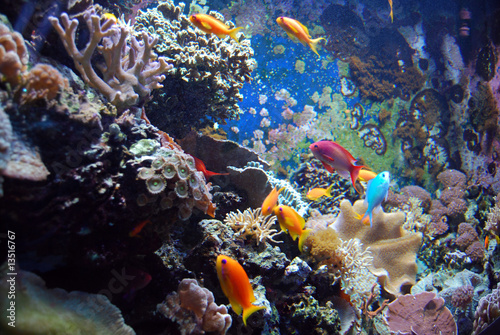 Fotoroleta woda podwodne natura tropikalny rafa