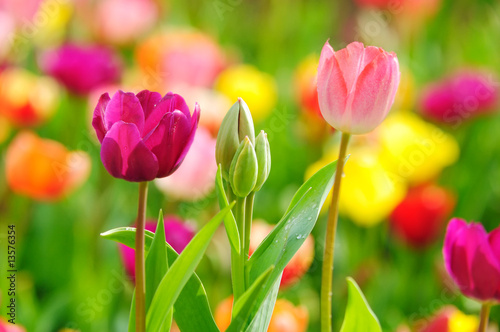 Obraz na płótnie tulipan roślina natura