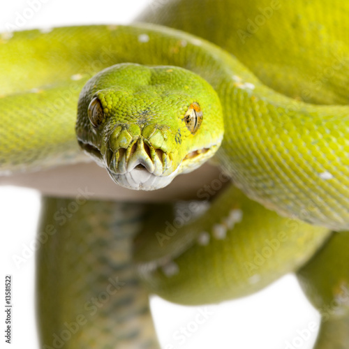 Fototapeta gad zwierzę egzotyczny tropikalny wąż