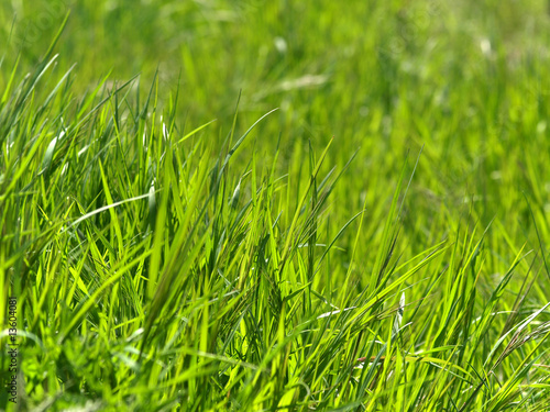 Fototapeta trawa natura tło