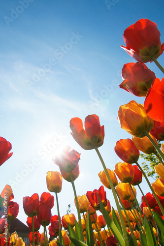 Naklejka lato tulipan niebo
