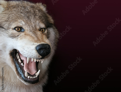 Plakat pies dziki zwierzę