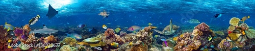 Fototapeta panorama egzotyczny ryba morze czerwone