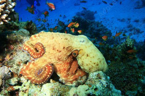 Fototapeta koral ryba podwodne kalmar tropikalny