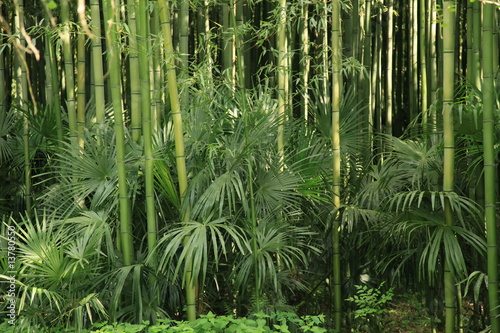 Fototapeta japoński zen tropikalny spokojny roślinność
