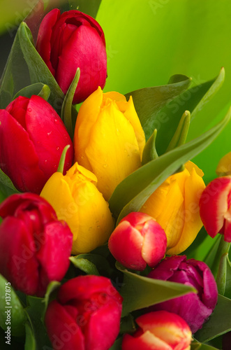 Naklejka bukiet tulipan kwiat
