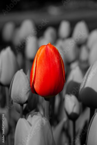 Naklejka Czerwony tulipan wśród tulipanów w odcieniach szarości