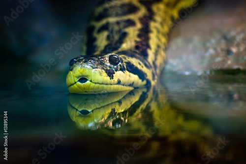 Fototapeta wąż woda tropikalny gad zwierzę