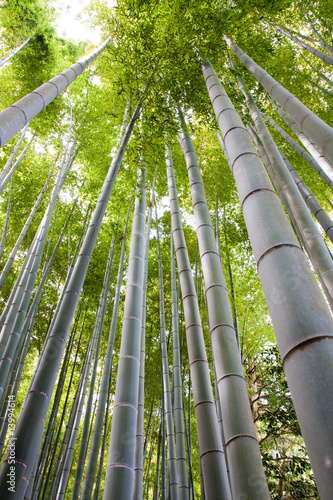Obraz na płótnie spokojny tropikalny bambus natura