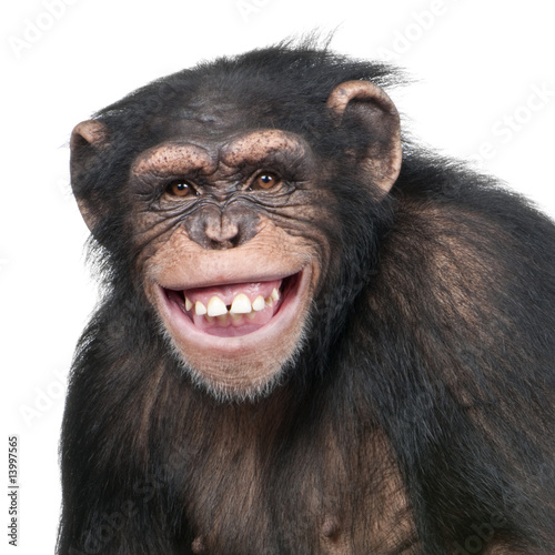 Plakat zwierzę ssak dziki małpa