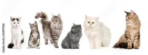 Fototapeta kociak kot zwierzę ssak panoramiczny