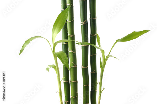Plakat wschód roślina zen bambus