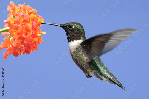 Fototapeta fauna kwiat dziki koliber