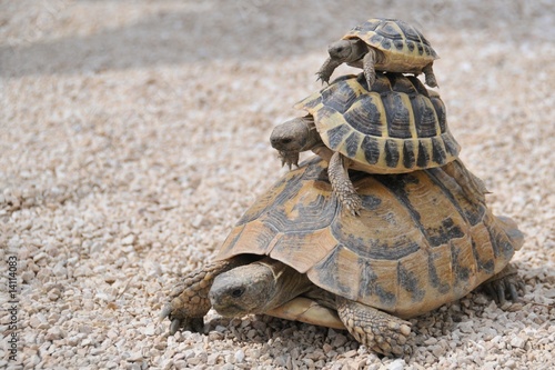 Naklejka wyścig zwierzę żółw prowansja grecki