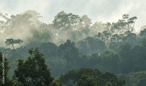 Fototapeta natura tropikalny dziki dżungla droga