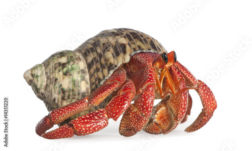 Plakat skorupiak oko krab zwierzę