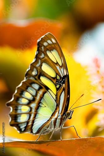 Plakat natura zwierzę motyl zbliżenie