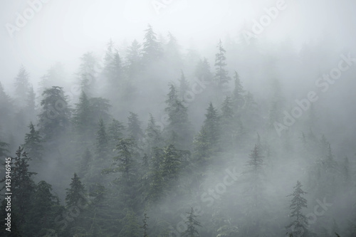 Fototapeta alaska las drzewa pejzaż mgła
