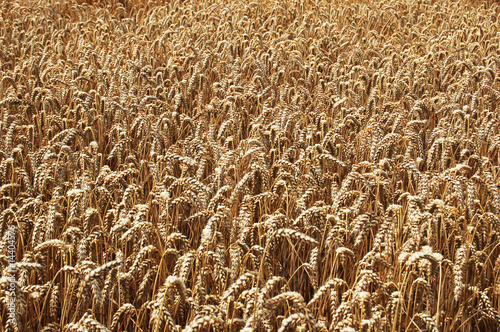 Naklejka rolnictwo jęczmień natura zdrowie pszenica