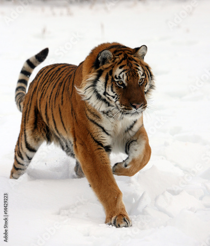 Fototapeta ssak zwierzę kot tygrys