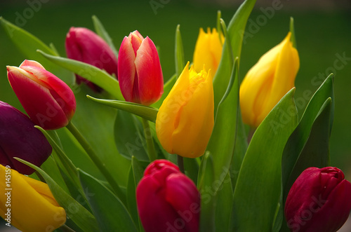 Plakat bukiet tulipan kwiat