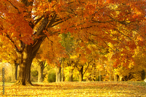 Naklejka las drzewa ścieżka jesień