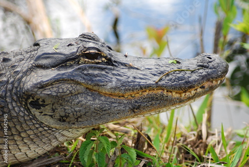 Naklejka gad narodowy krokodyl