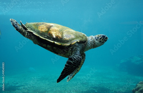 Naklejka podwodne morze woda żółw