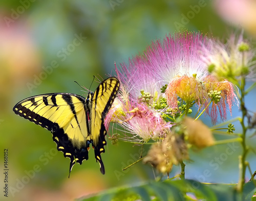 Fotoroleta motyl kwiat zwierzę natura